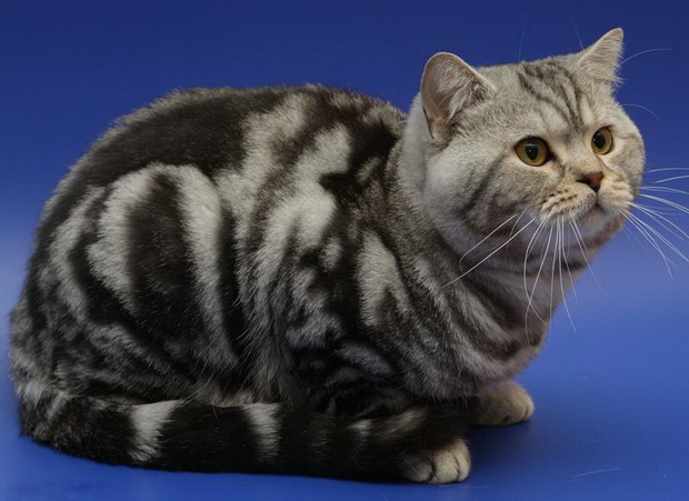британская короткошерстная кошка табби