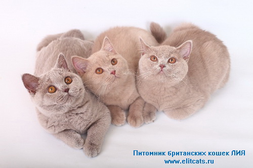 для восстановить документы кошки