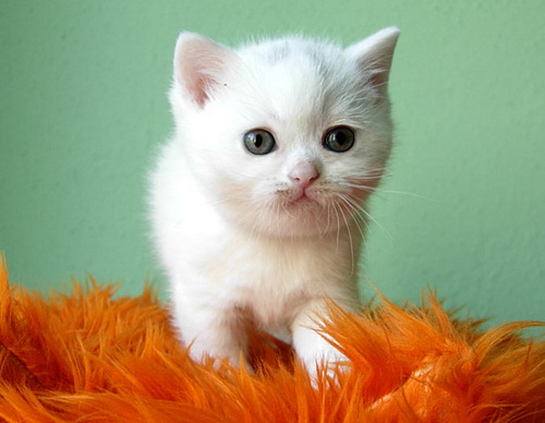 британские котята белого окраса
