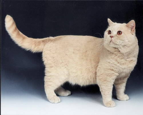 британские котята кремового окраса