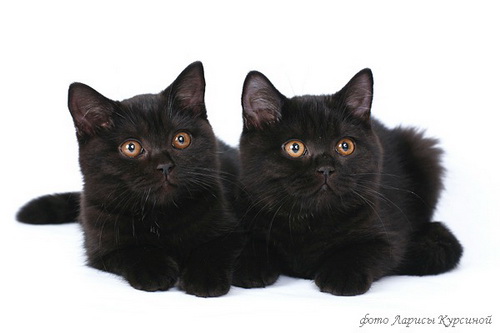 черные британские кошки