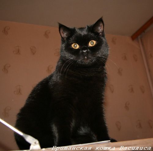 Черный окрас британских кошек - Блог о Кошках Британской Породы