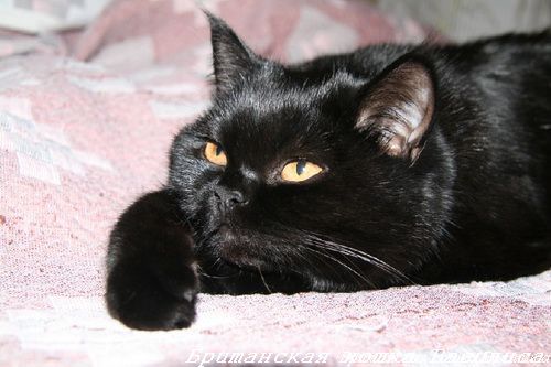 черный британский кот фото