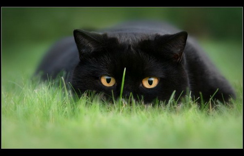 черный британский кот фото
