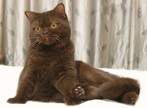 Шоколадный окрас британских кошек - Блог о Кошках Британской Породы