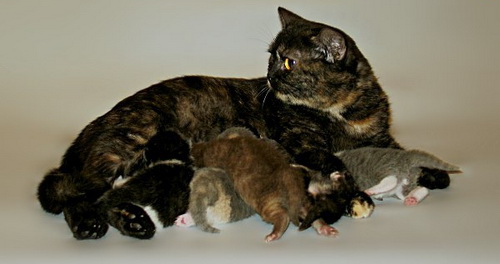 Британская Кошка Черепаховый Окрас Фото