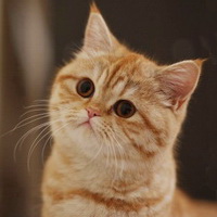 http://brit-cats.ru/wp-content/uploads/2011/04/x_acb298c3.jpg