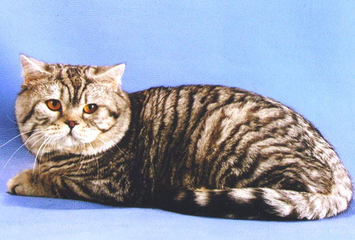Кошка Тигрового Окраса Фото