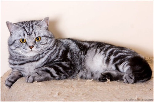 британские кошки мраморного окраса окрас табби 