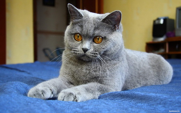 Какой цвет глаз у британских кошек? - Блог о Кошках Британской Породы
