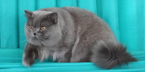 британская длинношерстная кошка длинношерстные британские котята