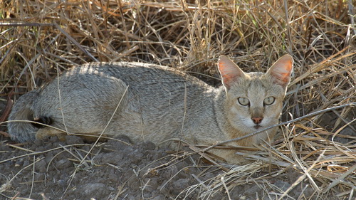 камышовый кот камышовый кот фото Jungle Cat Felis chaus 