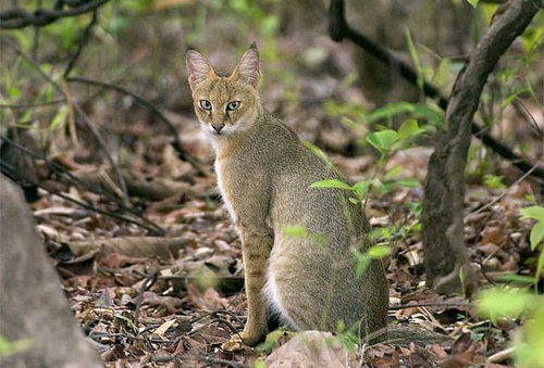 камышовый кот камышовый кот фото Jungle Cat Felis chaus 