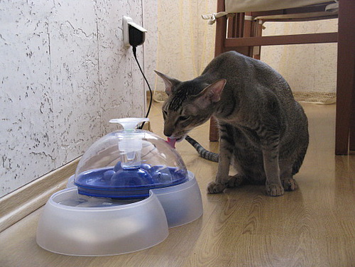 Поилка для кошек – фонтан - Блог о Кошках Британской Породы