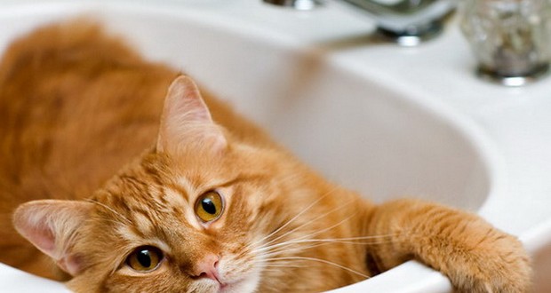 Как правильно помыть котенка в домашних условиях