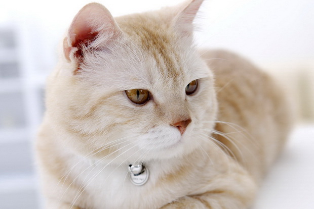 Как лечить ушной клещ у кошек, и симптомы ушного клеща у кошек