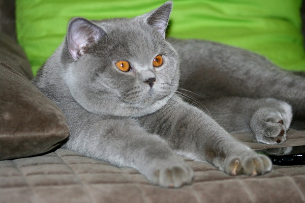 Бешенство у кошек: как определить, как проявляется, признаки заражения