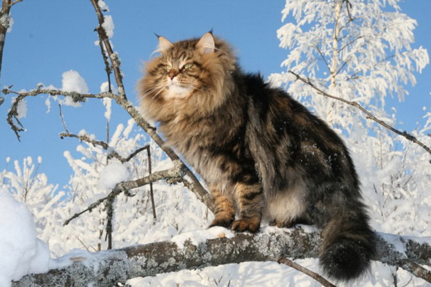На фото: сибирский кот