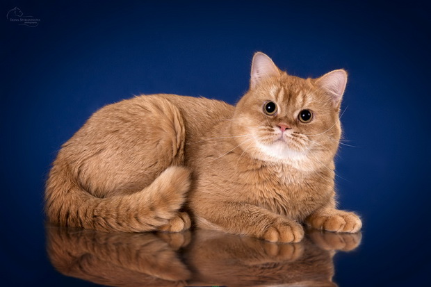 Генетика красного окраса у кошек