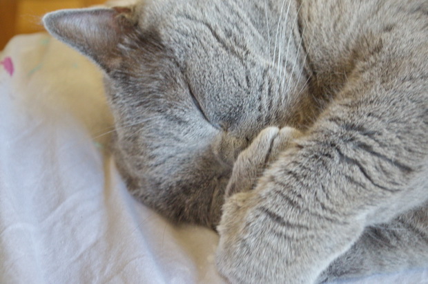 Насморк у кошек: причины, как лечить в домашних условиях