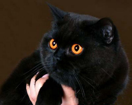 черные британские котята