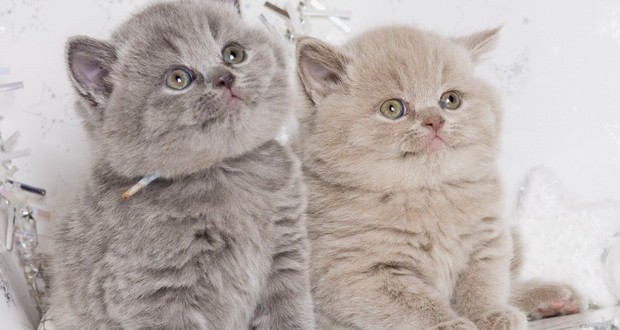 Как назвать британского котёнка девочку - Блог о Кошках Британской Породы