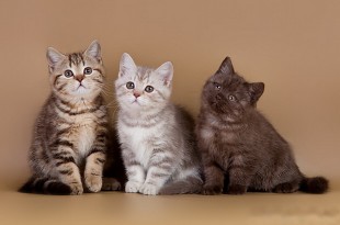 Коты Британцы Фото Окрасы