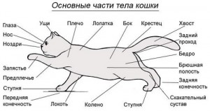 Рассмотрите фотографию лысой кошки выберите характеристики соответствующие внешнему строению кошки