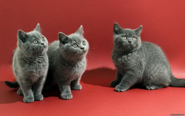 Британская порода кошек и ребенок