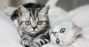 Как Различить Кота От Кошки Фото